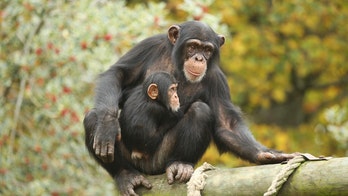Apes may have a stellar memory: New study says animals may recognize old friends from over 25 years ago