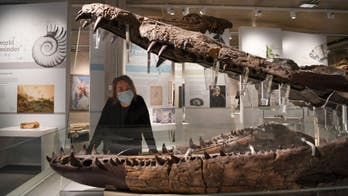 Massive sea monster skull excavated from UK's 'Jurassic Coast'