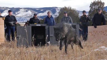 Colorado releases first 5 wolves as controversial reintroduction program moves forward