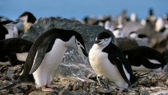 Penguin parents take more than 10,000 tiny naps per day, study reveals