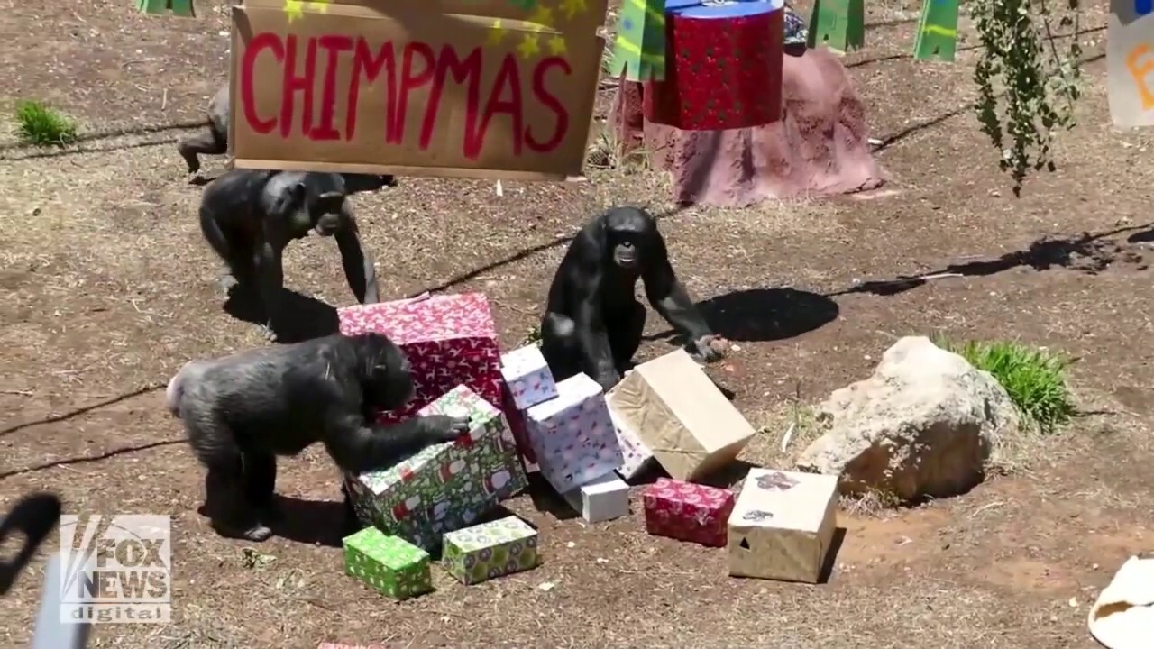 Chimps in Australia 'go bananas' for Christmas gifts
