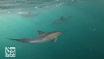 Fishermen spot perhaps 500 dolphins off the coast of England in shocking video