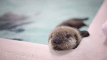 Baby otter rescued from Alaska shows promising growth at local zoo