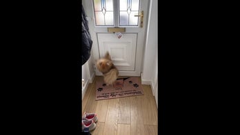 Dog spins in circles, barking after home mail delivery