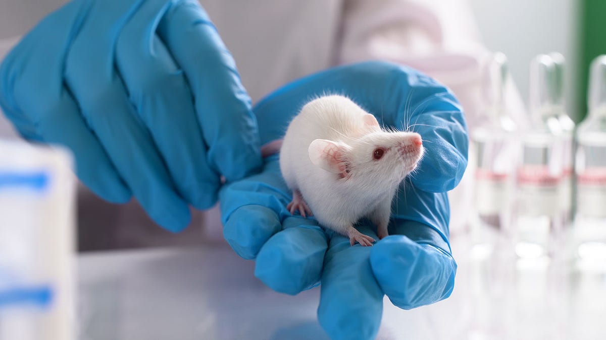 Lab mice in hand