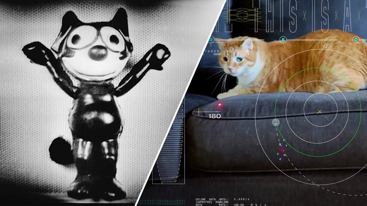 NASA makes history with cat video