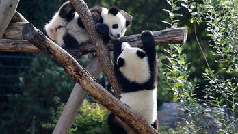 Berlin Zoo's beloved giant pandas embark on journey to China