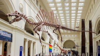 Skeleton cast of Spinosaurus, largest known predatory dinosaur, exhibited at Chicago museum