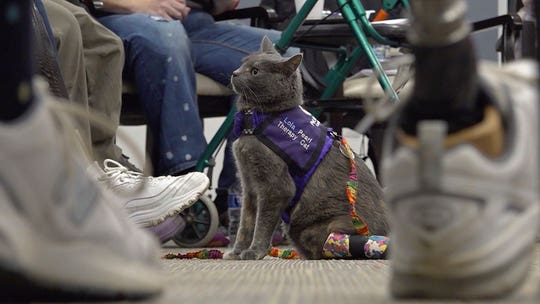 Woman and cat, both amputees, team up to empower Ohio communities through animal therapy