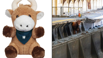 New Jersey Transit selling 'Ricardo the bull' plush after escaped bull halted commuter train, made headlines